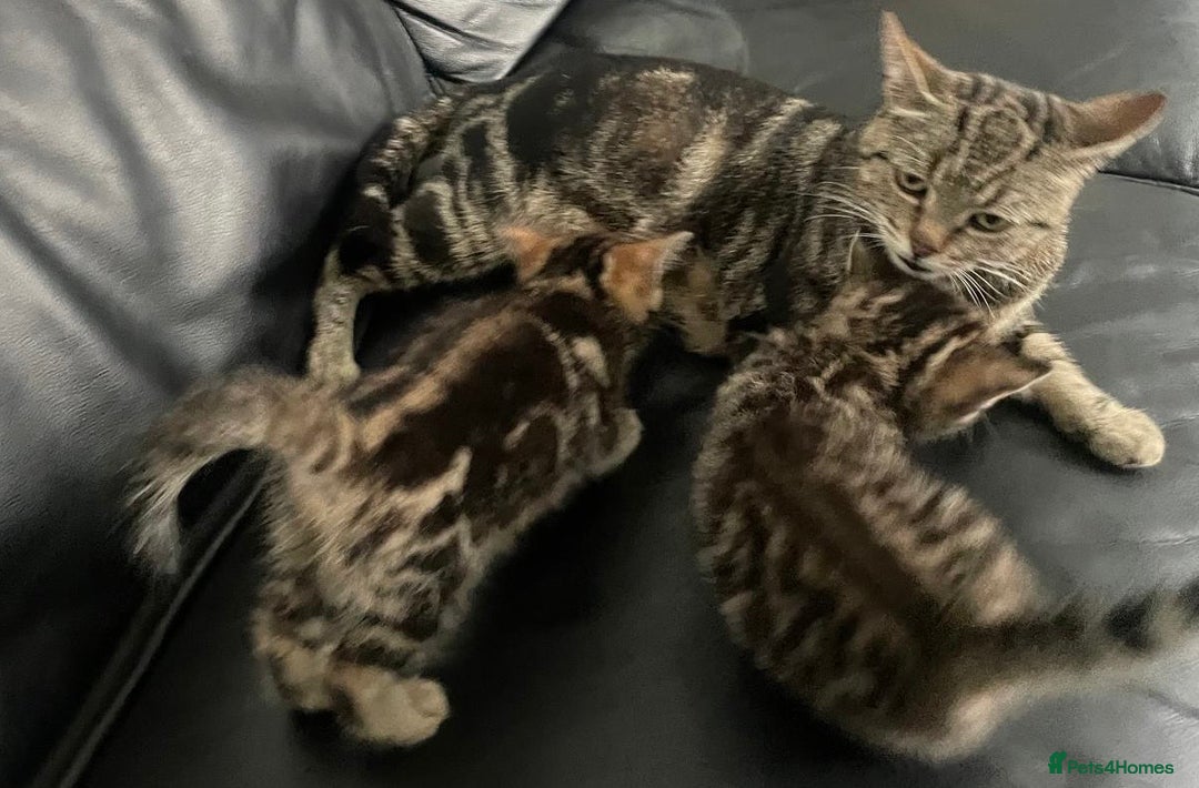 Mixed Breed cats for sale: Beautiful full marble/stripy kittens - Image 5