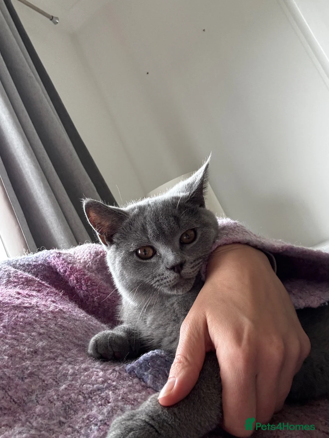 British Shorthair cats for sale: 3 British shorthair kittens in Nottingham - Advert 2