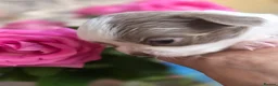 Chihuahua dogs for sale: Quality Chihuahua babies - Advert 4