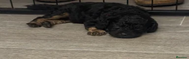 Black & Tan Curly GIRL Daisy 🌼 RESERVED 