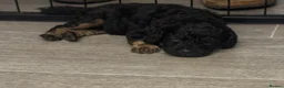 Cavapoo dogs for sale: Cavapoo Puppies Born 11 June 26 Reservations Open  - Advert 5
