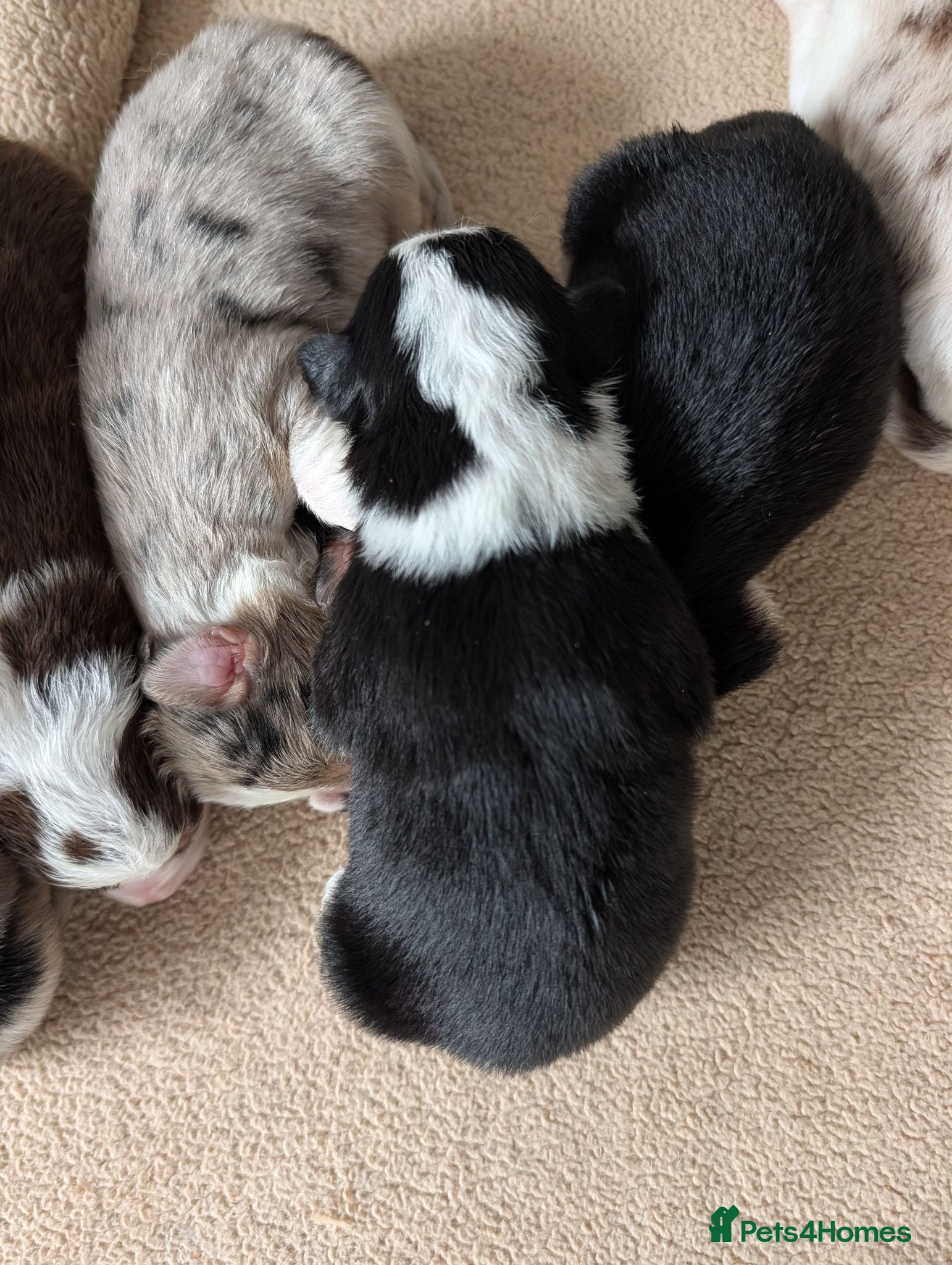 Border Collie dogs for sale: Border collie puppies - Advert 1