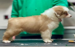 Australian Shepherd dogs for sale: Superbly Bred, Top Quality Pups - Image 7