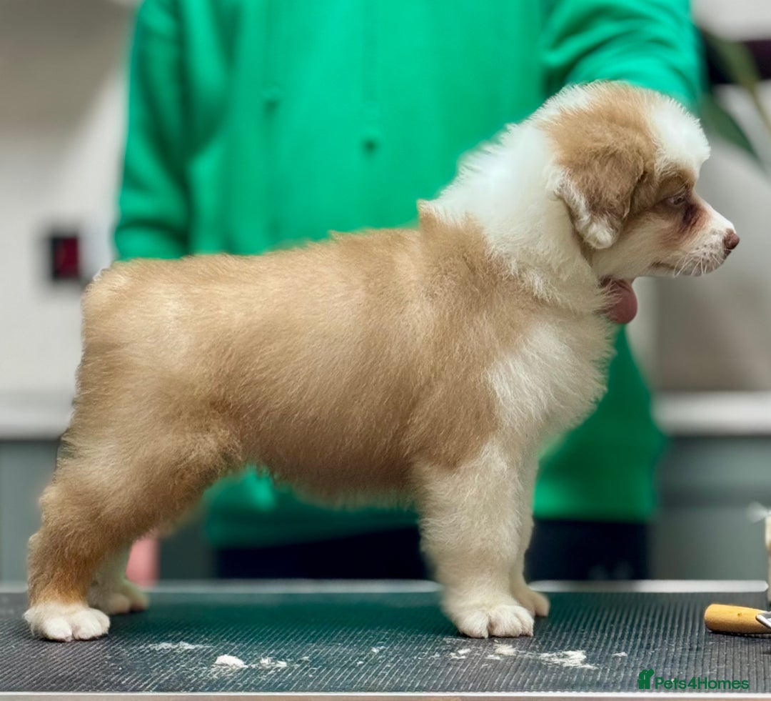 Australian Shepherd dogs for sale: Superbly Bred, Top Quality Pups - Image 7
