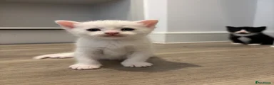 Mixed Breed Kitten 5