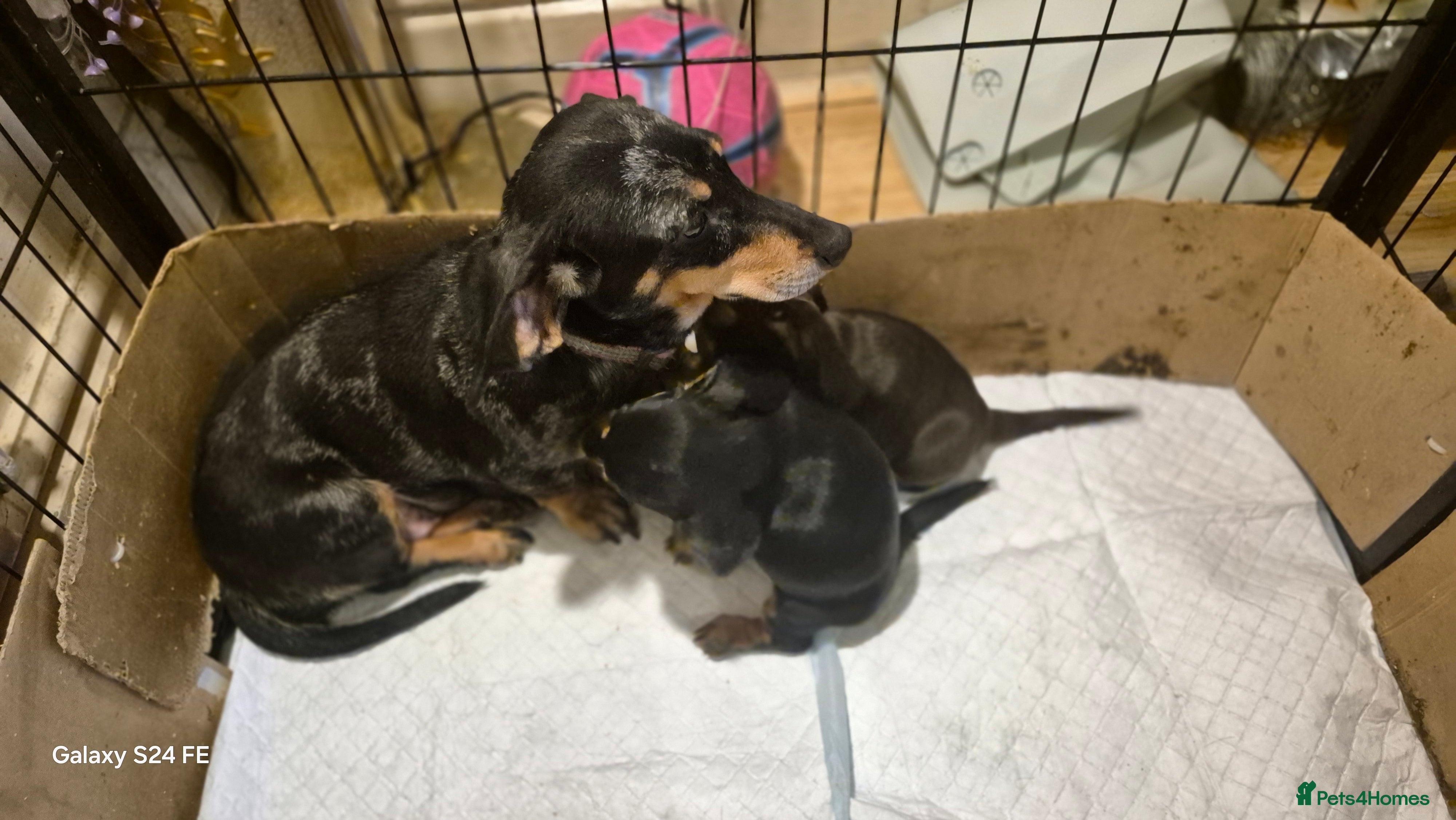 Dachshund dogs Daushaund beautiful and adorable - Advert 13