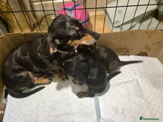 Dachshund dogs Daushaund beautiful and adorable - Advert 11