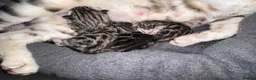 Bengal cats for sale: TICA registered health tested show quality bengals - Advert 3