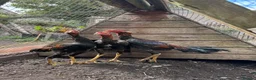 Chickens poultry for sale: O-Shamo Hens and Cockerels in Bridgwater - Advert 3