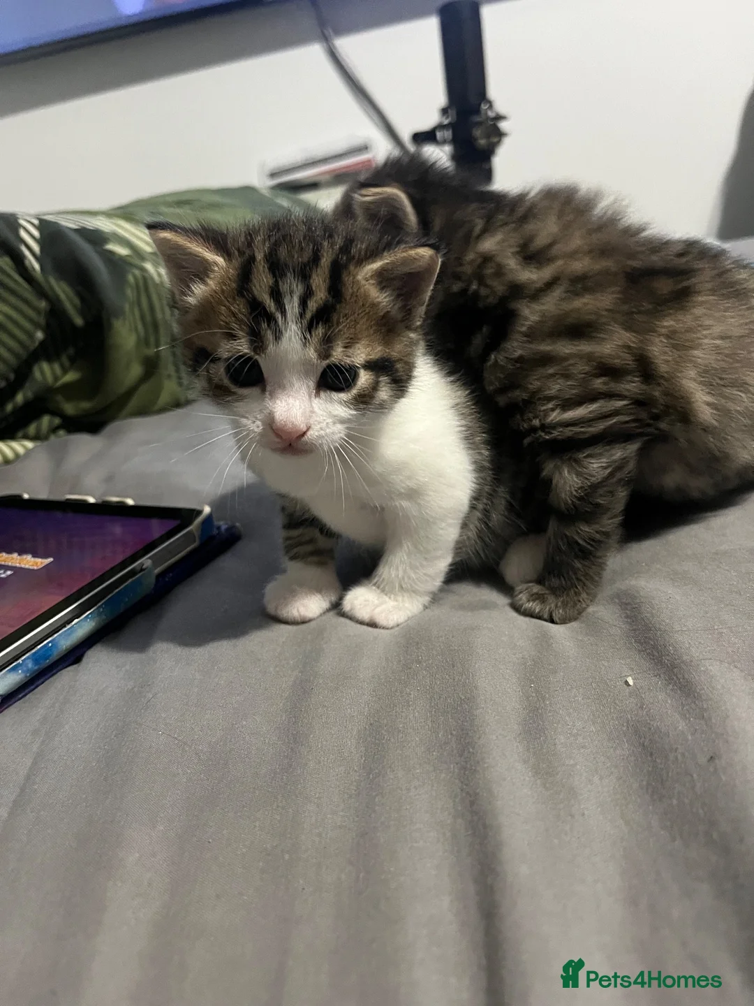 Mixed Breed cats for sale: Kittens for sale  - Advert 7