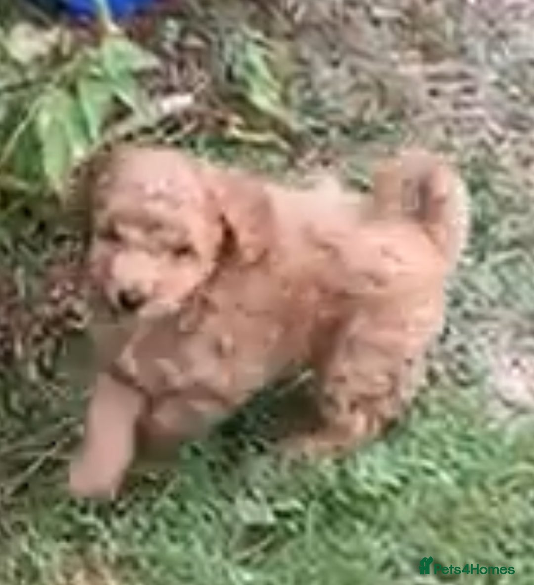 Cockapoo dogs for sale: Gorgeous F1b miniature cockapoo - Image 2
