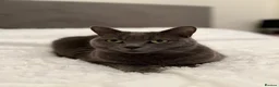 British Shorthair cats for sale: Luna - rehoming our beautiful indoor cat - Advert 7