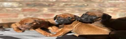 Rhodesian Ridgeback dogs for sale: KC Registered Rhodesian Ridgeback Puppies in Wallasey - Advert 8
