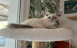 Ragdoll cats for sale: Ragdoll kittens - Image 1
