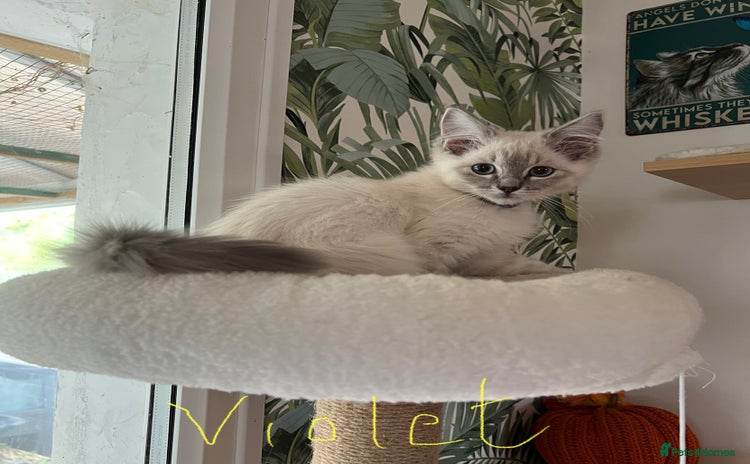 Ragdoll cats - Advert 1