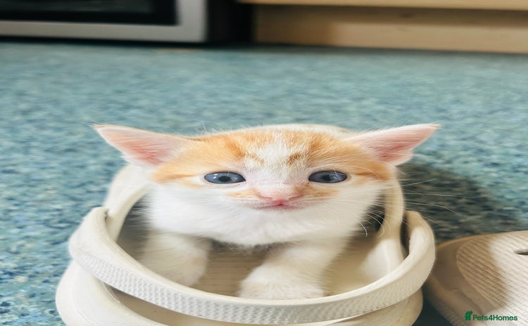 Mixed Breed cats - Advert 3