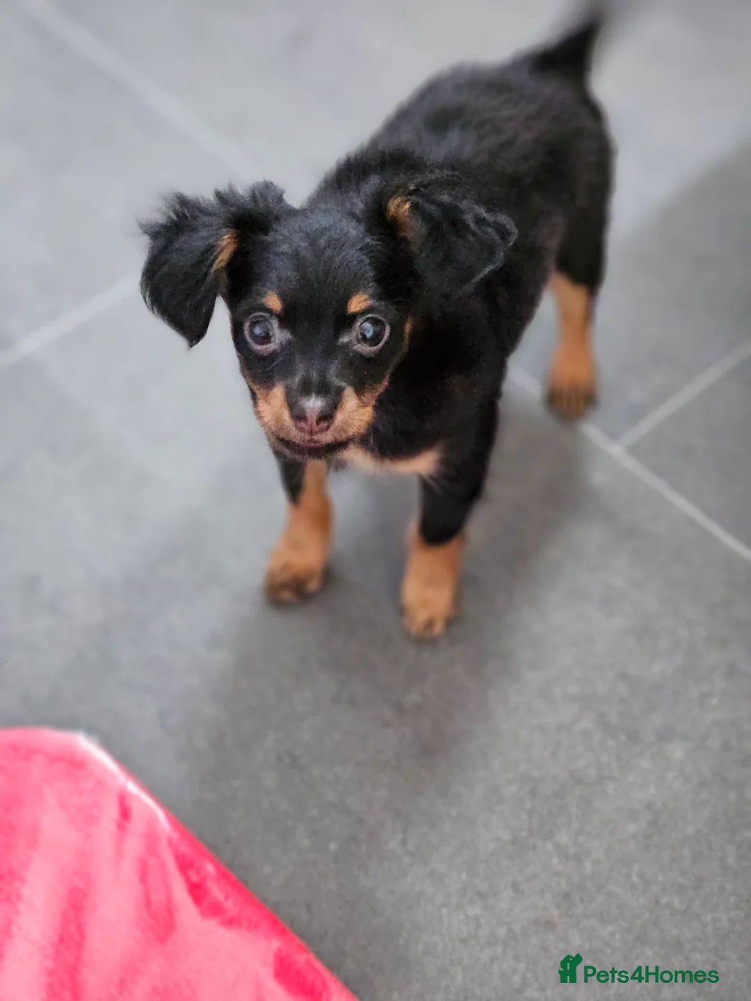 Russian Toy Terrier dogs for sale: Russian Toy Puppies from Quality Show Lines in Ilford - Advert 8