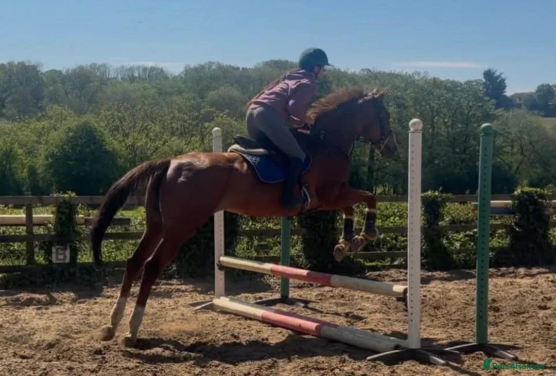 English Thoroughbred horses for sale: Beautiful Maisie - Looking for a best friend  - Advert 15