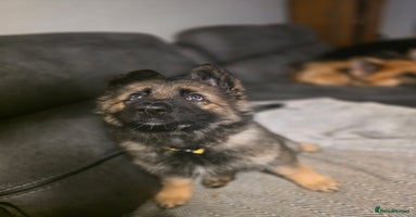 German Shepherd dogs German shepard puppies !ready to leave ! - Advert 14