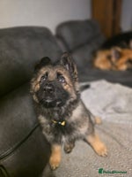 German Shepherd dogs German shepard puppies !ready to leave ! - Advert 1