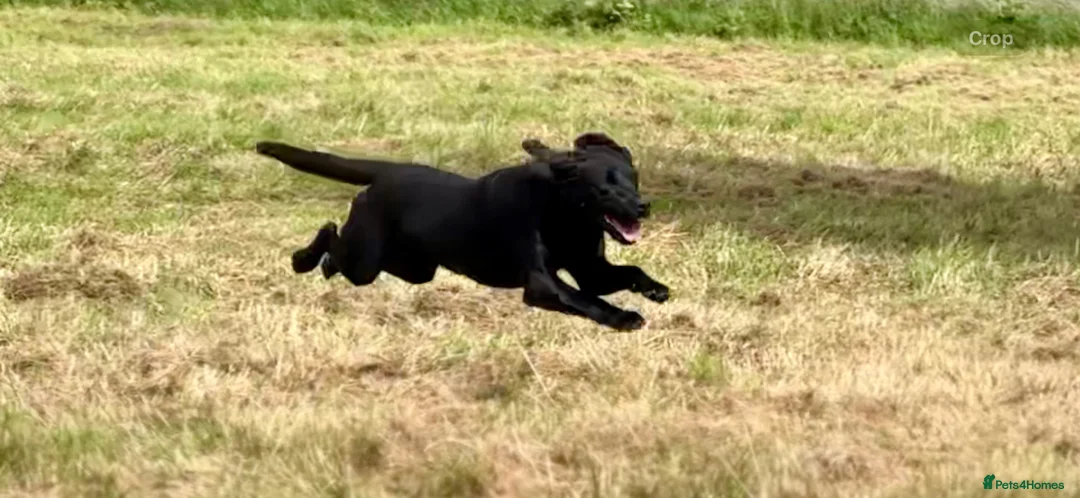 Labrador Retriever dogs for stud: Proven, KC Registered & Fully Health Tested in Laurencekirk - Advert 10