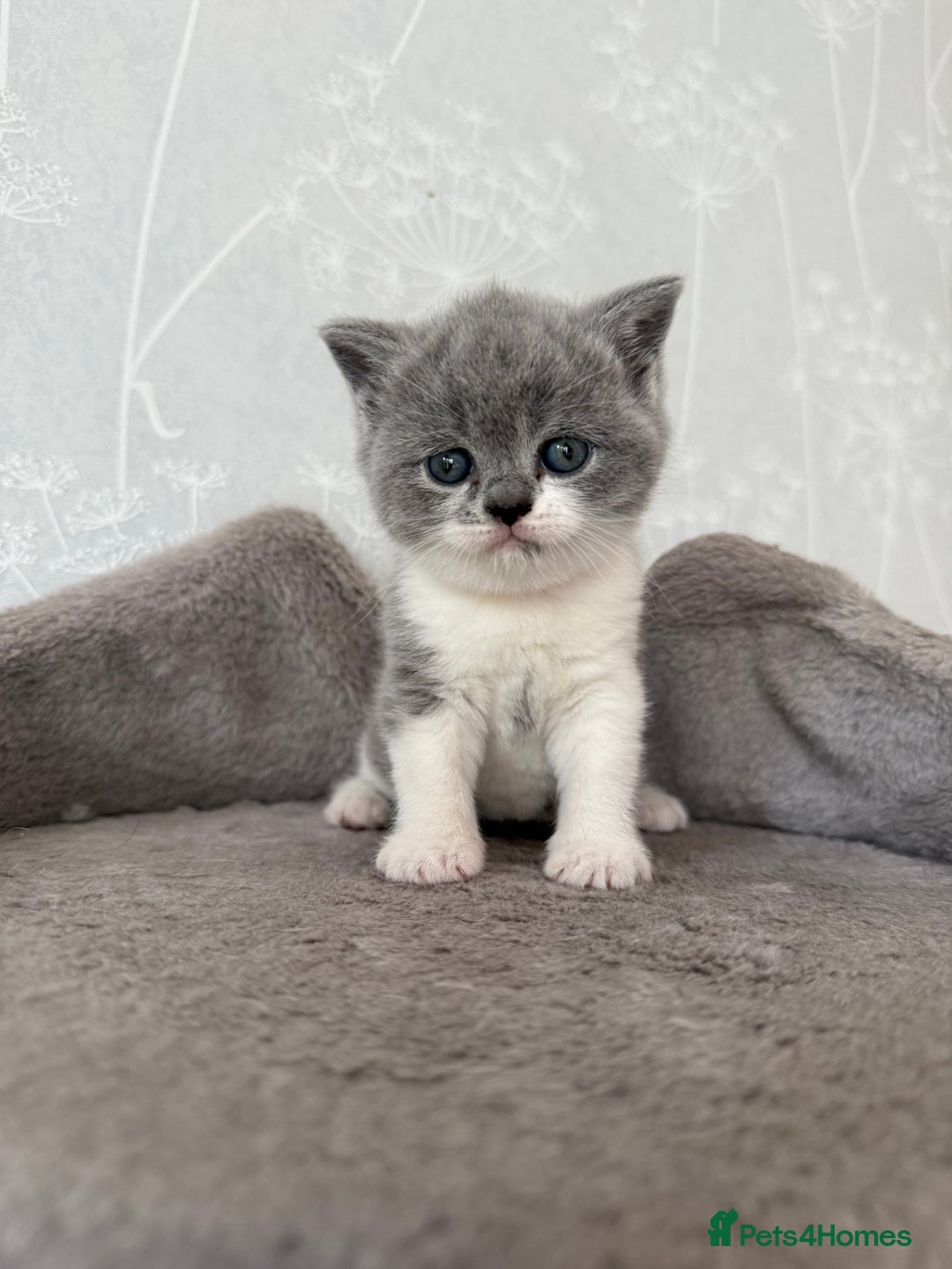 British Shorthair cats for sale: GCCF Bi-colour Blue and white BSH - Image 16