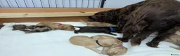 Cockapoo dogs for sale: GORGEOUS F1 COCKAPOOS  - Advert 4