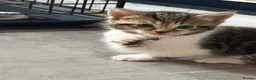 Mixed Breed cats for sale: 3 gorgeous boy kittens for sale  - Advert 6