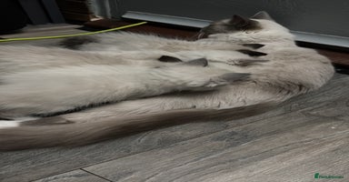 Ragdoll cats 4 gorgeous pedigree ragdolls - Advert 3