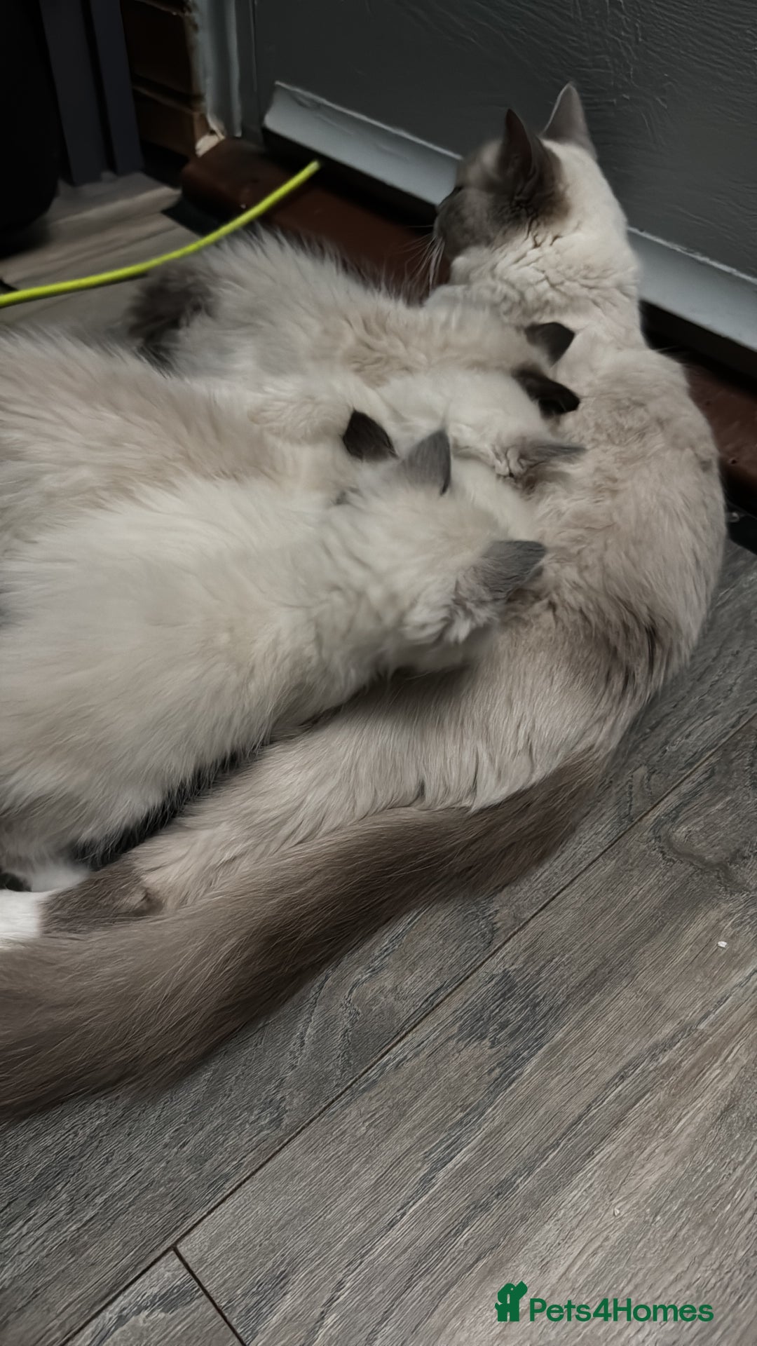 Ragdoll cats for sale: 5 gorgeous pedigree ragdolls - Image 6