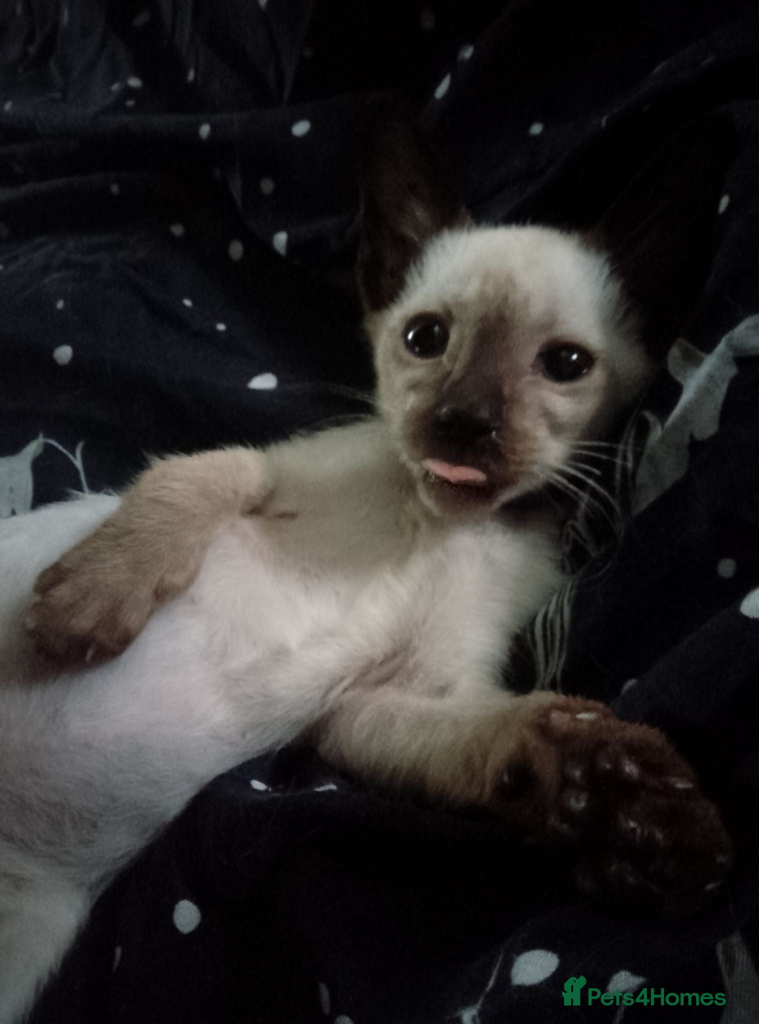 Siamese cats Siamese kittens - Advert 6