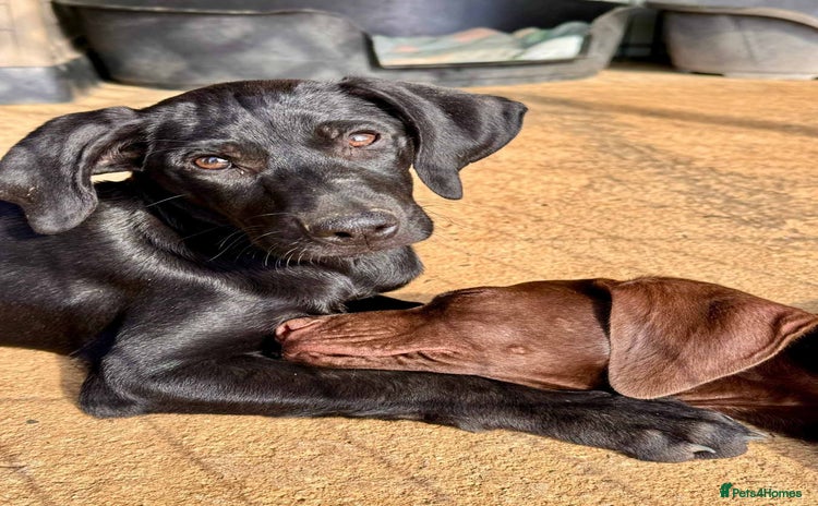 Mixed Breed dogs - Advert 8