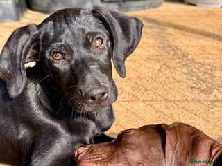 Mixed Breed dogs - Advert 6