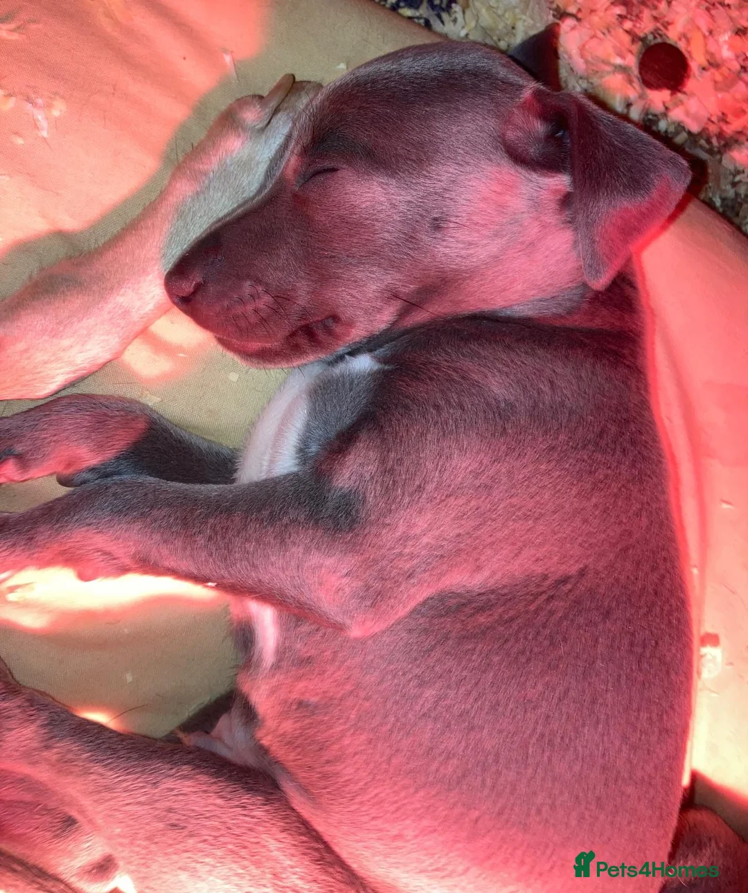 Mixed Breed dogs for sale: Whippet x Italian greyhound pups - Advert 17