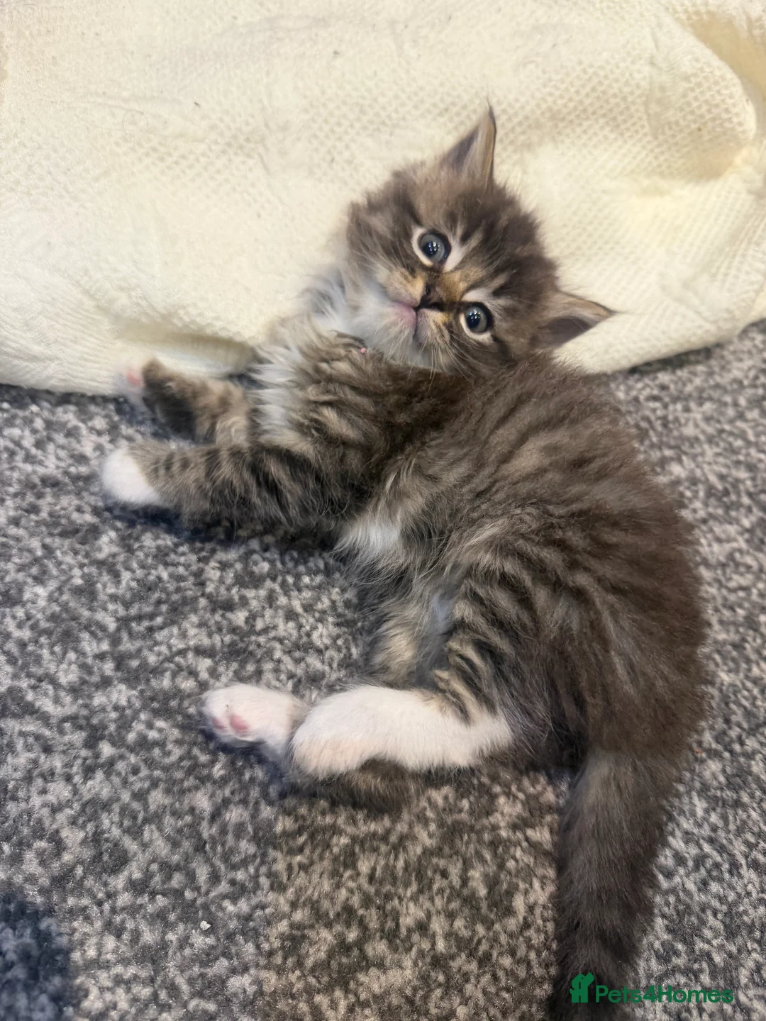 Mixed Breed cats for sale: Ragdoll x tabby - Advert 1