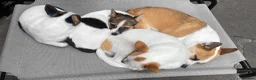 Mixed Breed dogs for sale: 3 Small Mixed breed puppies  in Manchester - Advert 20
