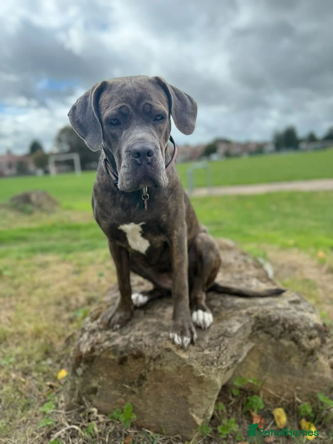 Cane Corso dogs for sale: Stormi - Beautiful Cane Corso  - Advert 5