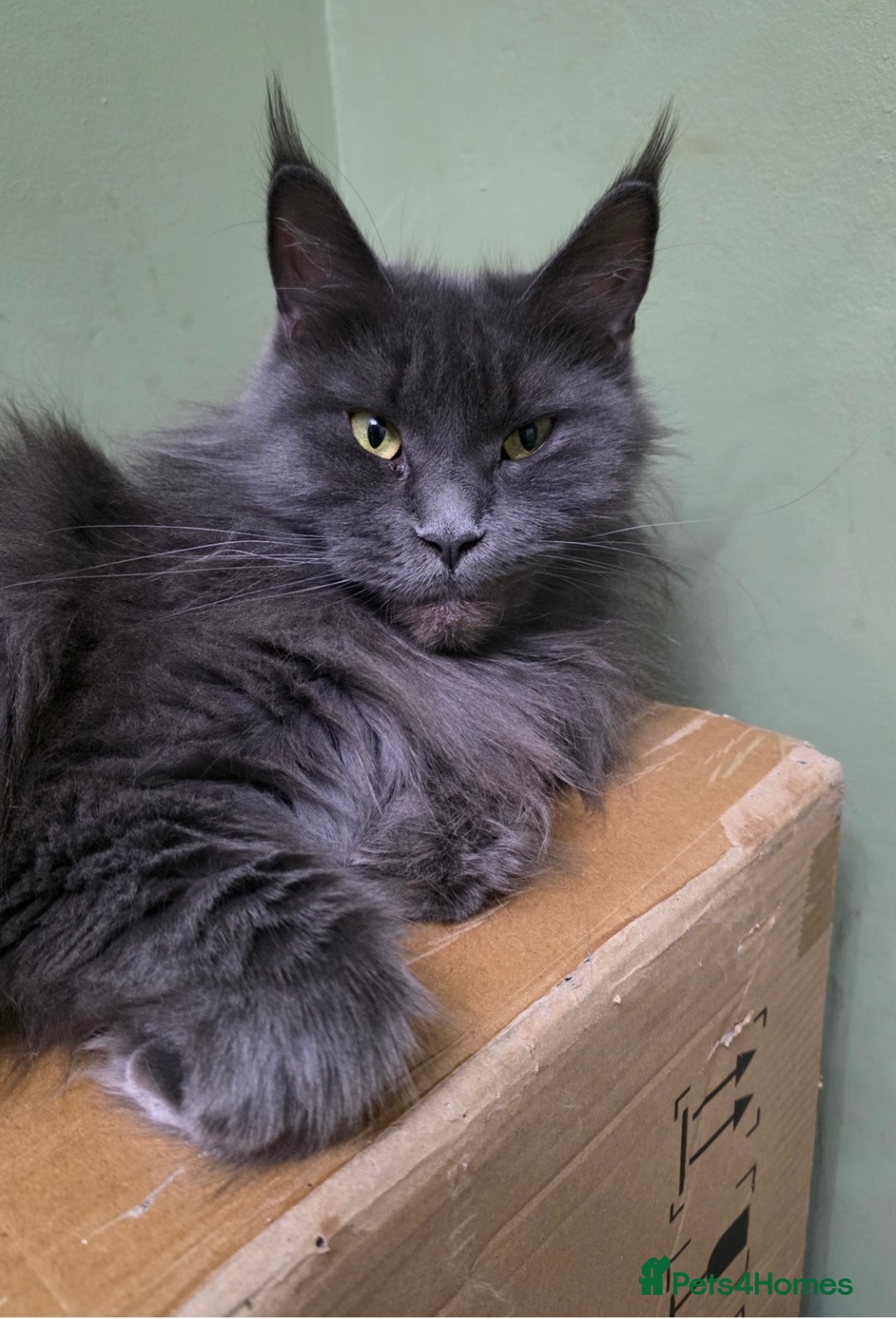 Maine Coon cats for sale: Beautiful Mainecoon Queen  - Image 2