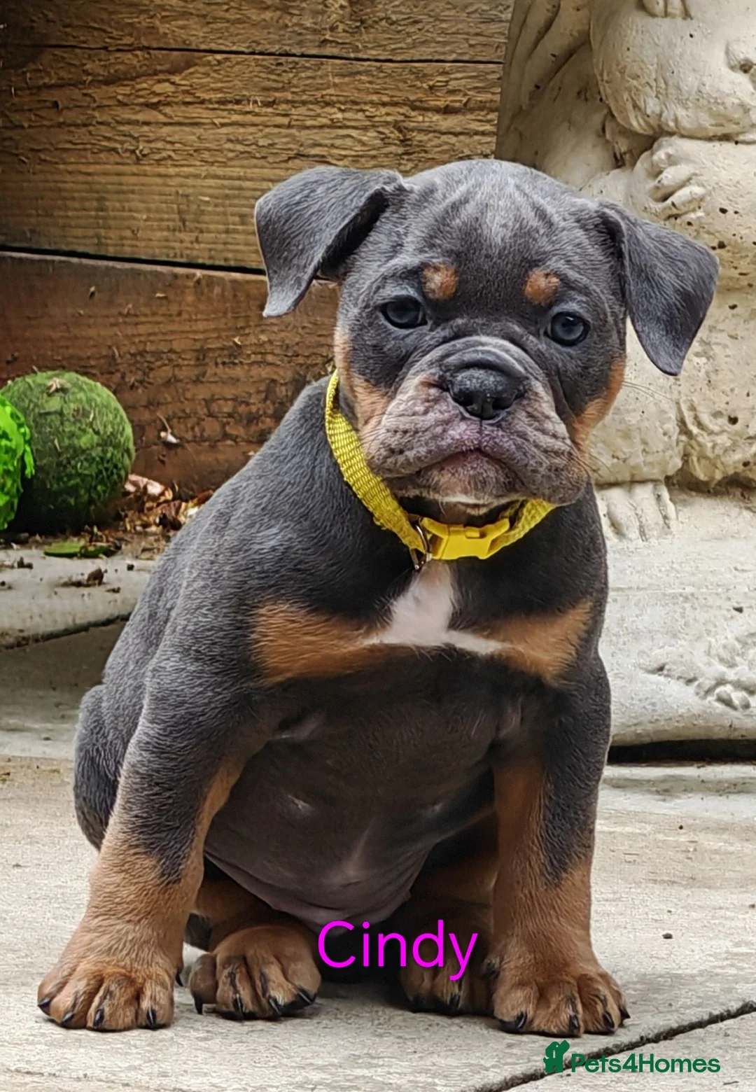 Dorset Olde Tyme Bulldogge dogs for sale: Old tyme bulldog puppies  - Advert 1