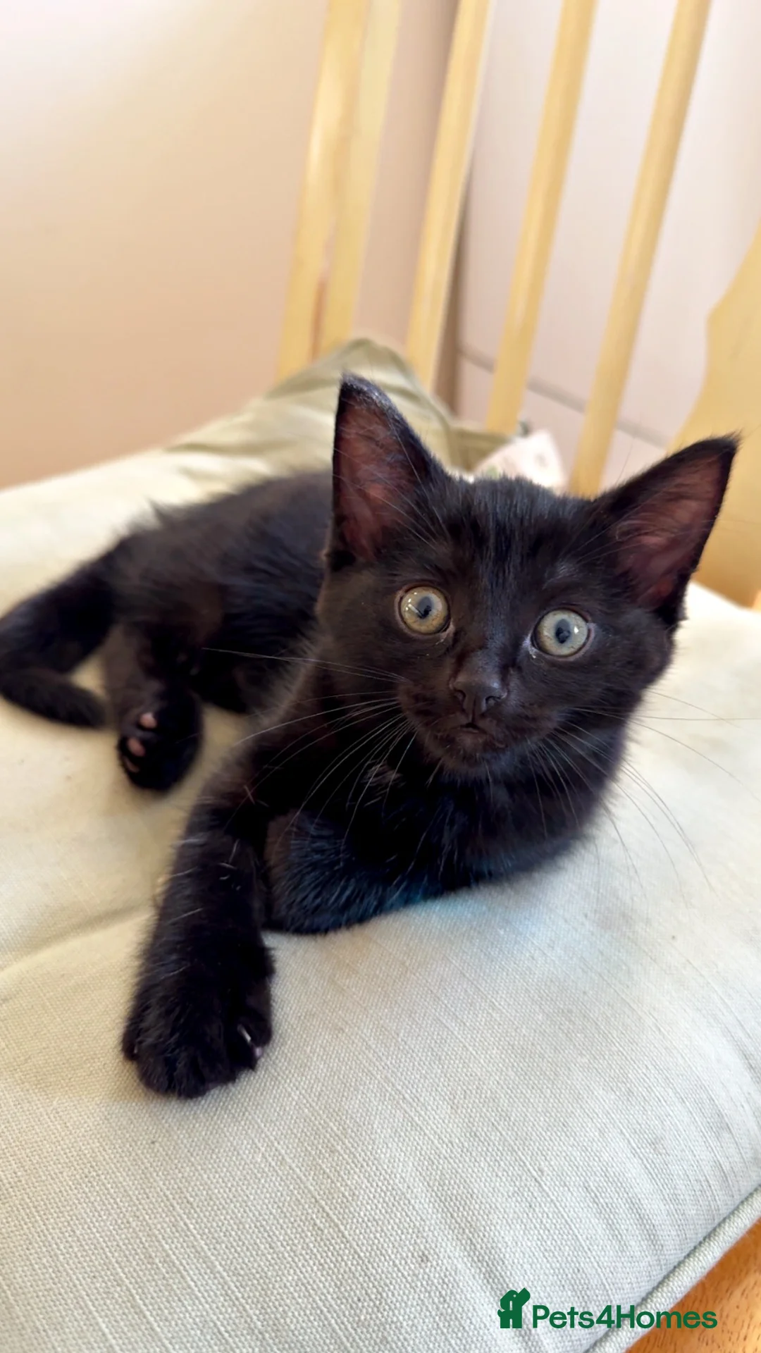 Mixed Breed cats for sale: Ragdoll X Bengal X Mainecoon mix kitten - Advert 2