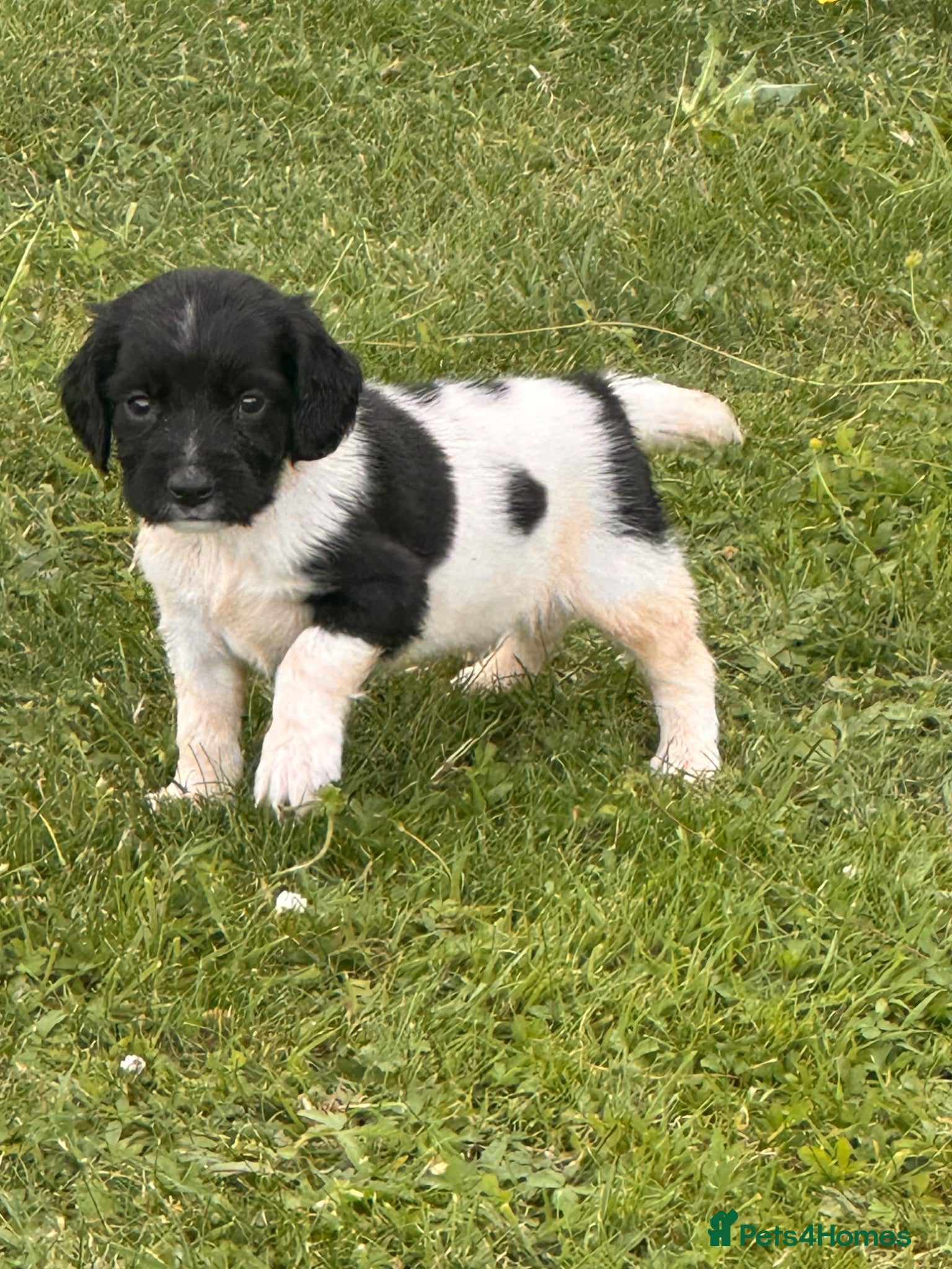 English Springer Spaniel dogs KC ESS springer spaniels - Advert 15