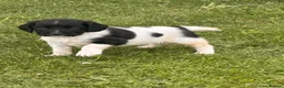 English Springer Spaniel dogs for sale: KC springer spaniels 1 male left ready to go  - Advert 20
