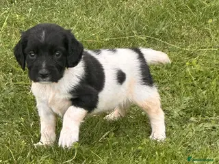 English Springer Spaniel dogs KC ESS springer spaniels - Advert 15