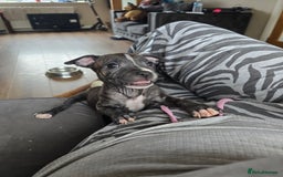 Staffordshire Bull Terrier dogs for sale: Female Staffies  - Image 3