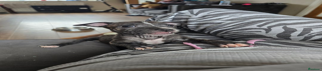 Staffordshire Bull Terrier Puppy 1