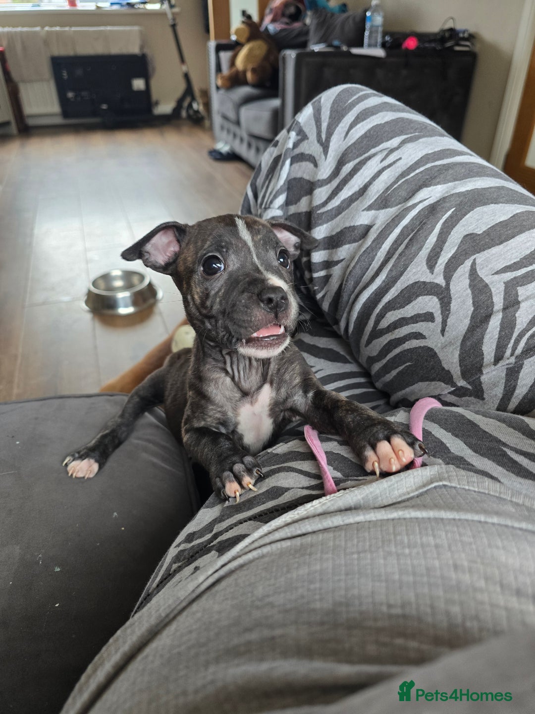 Staffordshire Bull Terrier dogs for sale: Female Staffies  - Image 3