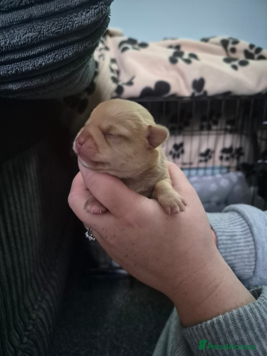 Chihuahua dogs for sale: 2 beautiful girl chihuahuas  - Advert 4