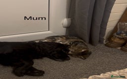 Cocker Spaniel dogs for sale: Cocker Spaniels For Sale - Image 17