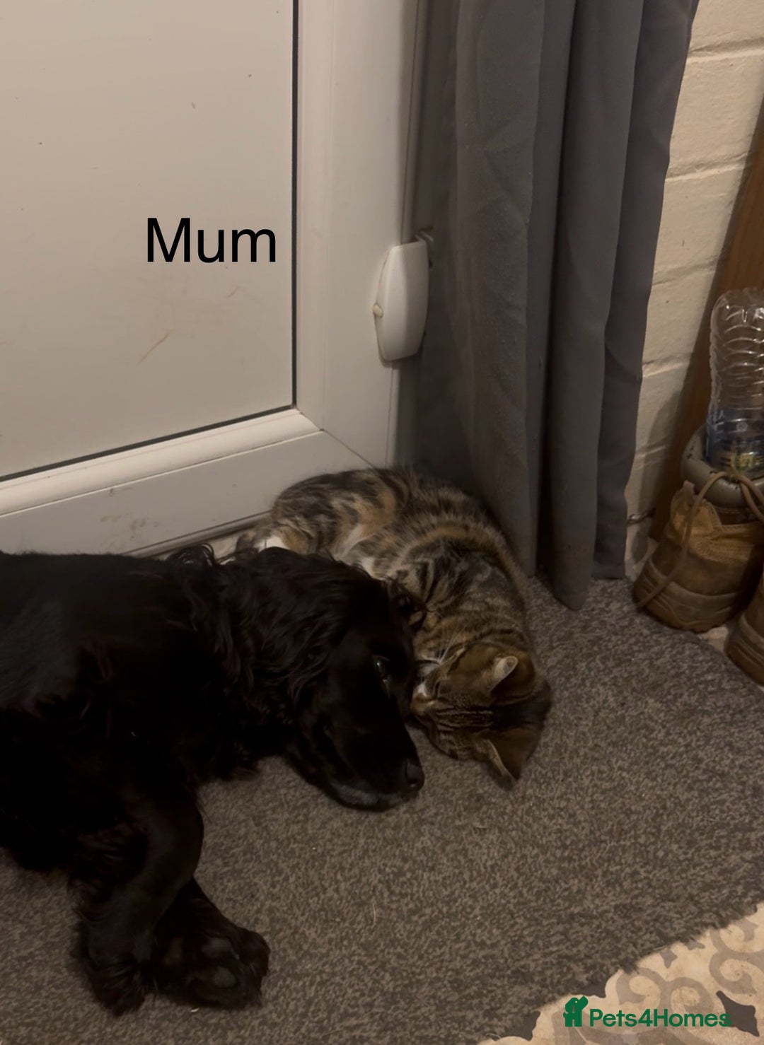Cocker Spaniel dogs for sale: Cocker Spaniels For Sale - Image 17