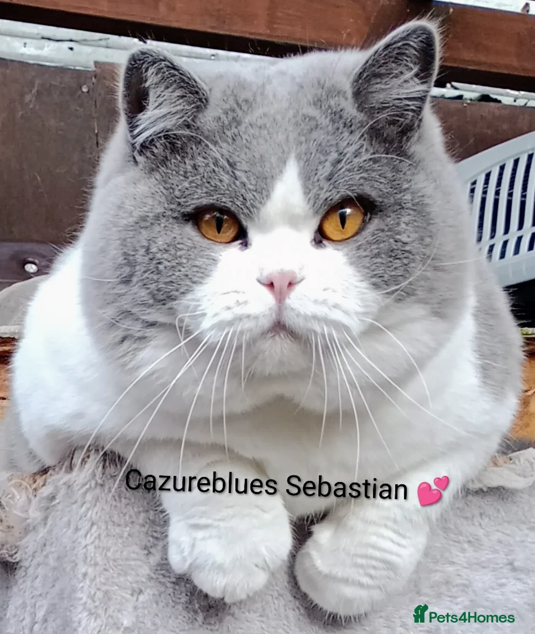 British Shorthair cats for stud: GCCF TICA STUDS  in Manchester - Advert 24